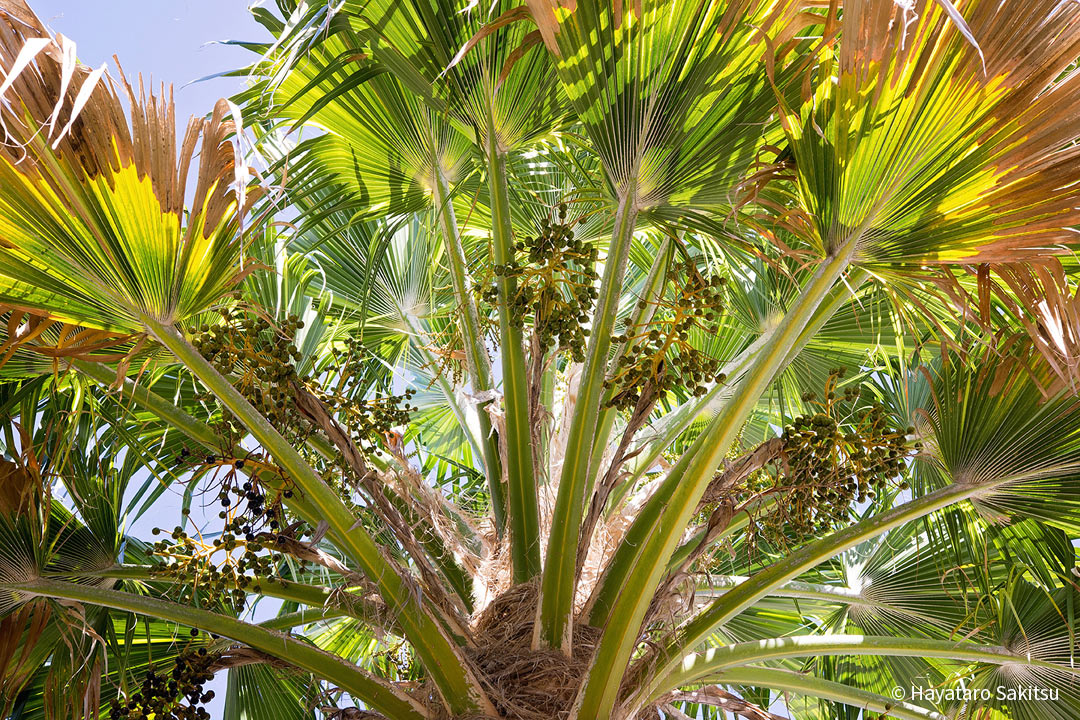 ロウル（Pritchardia remota）