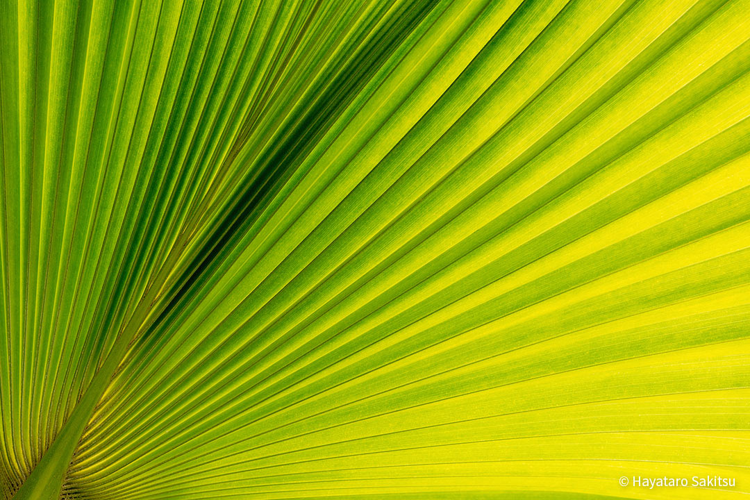 ロウル（Pritchardia waialealeana）