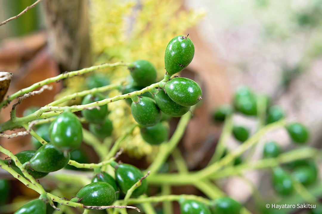 ロウル（Pritchardia napaliensis）