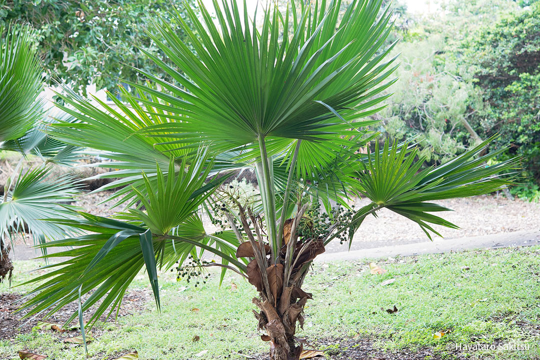 ロウル（Pritchardia napaliensis）