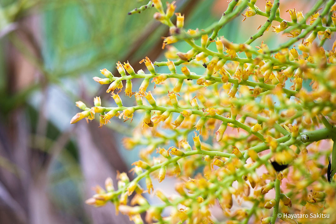 ロウル（Pritchardia glabrata）