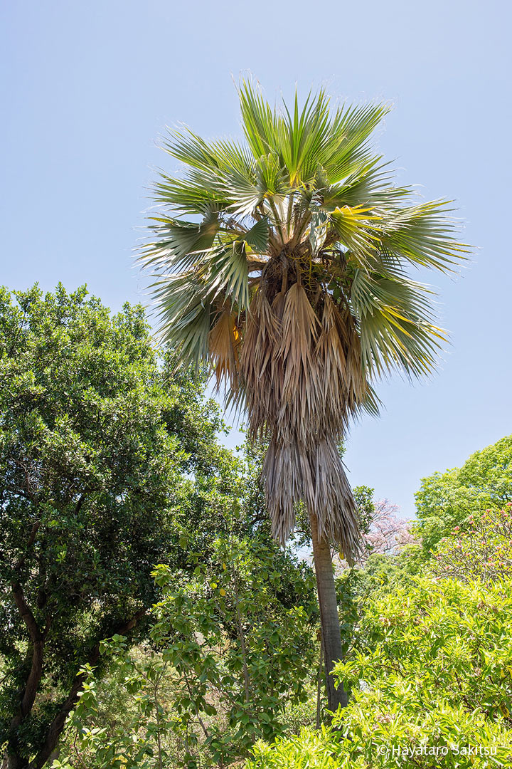 ロウル(Pritchardia hillebrandii)