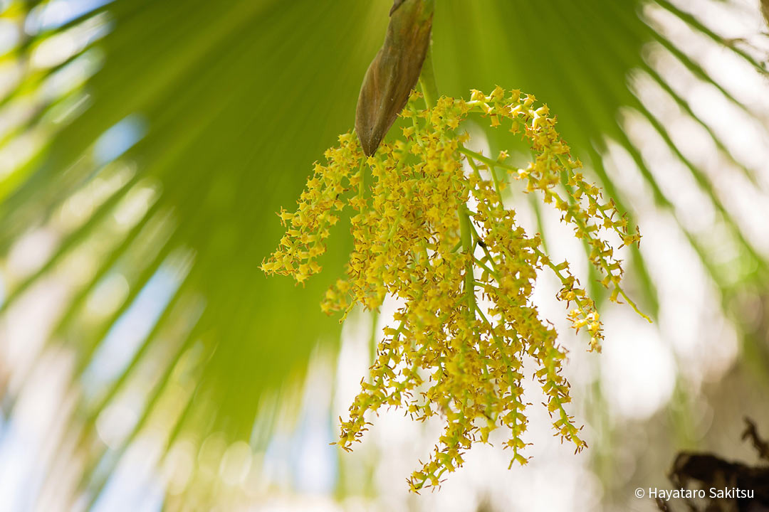 ロウル(Pritchardia lowreyana)