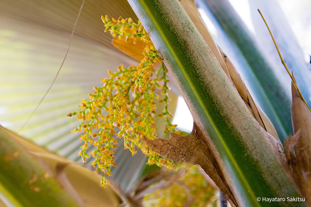 ロウル（Pritchardia martii）