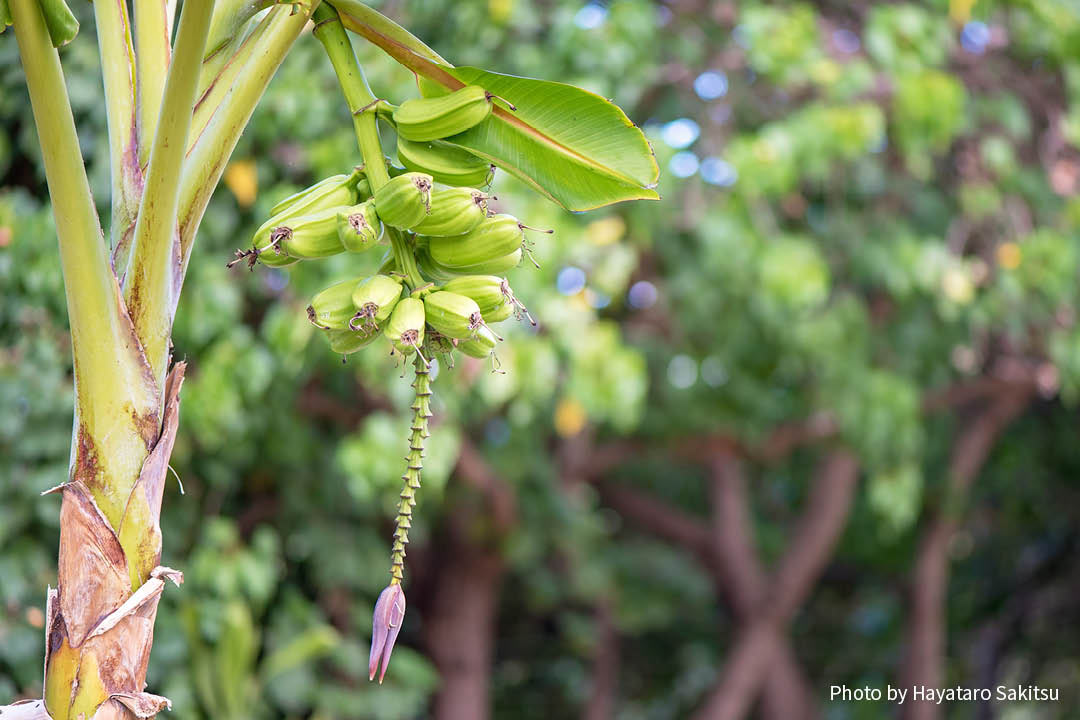 マイア（Musa × paradisiaca）