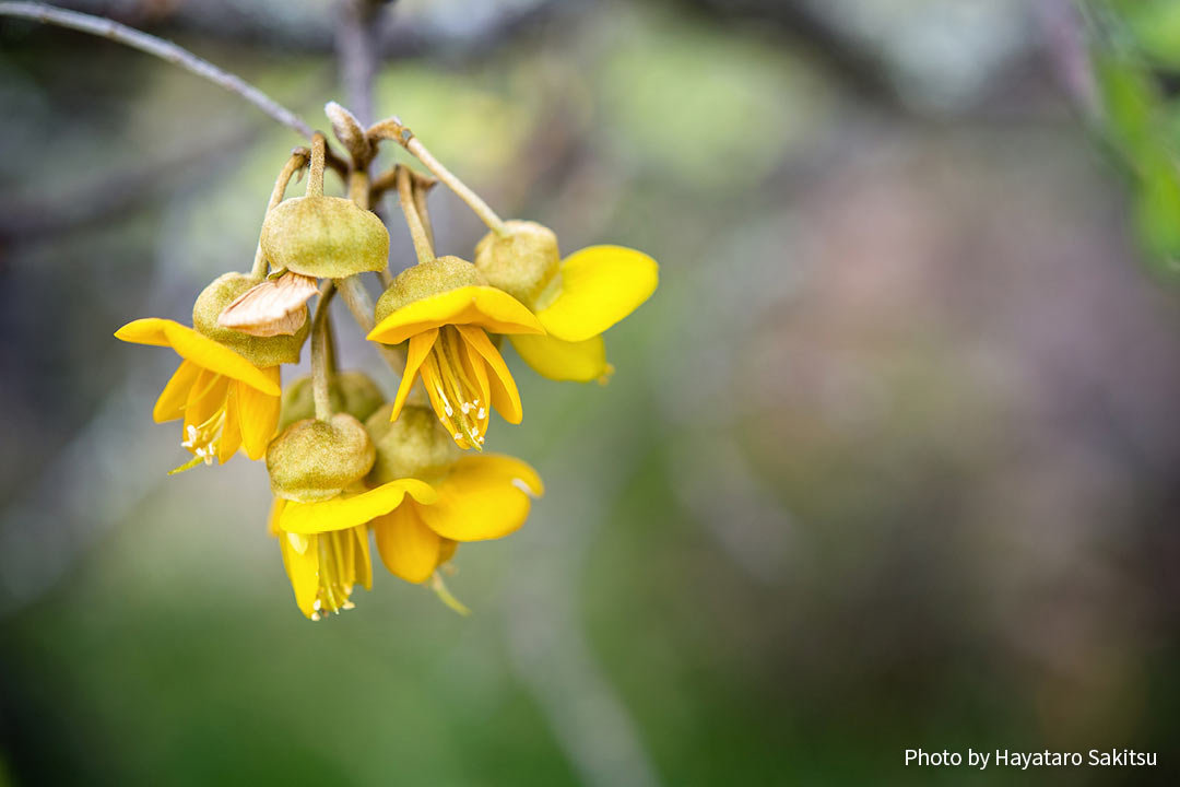 マーマネ（ママネ、Sophora chrysophylla）