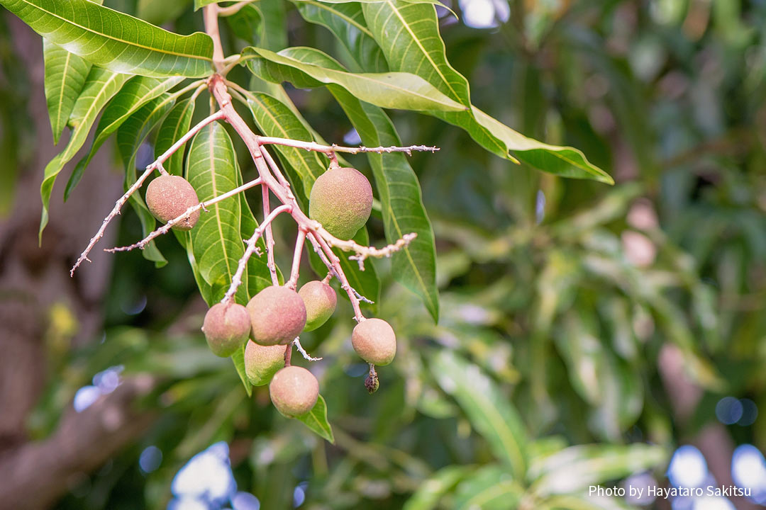 マンゴー（Mangifera indica）