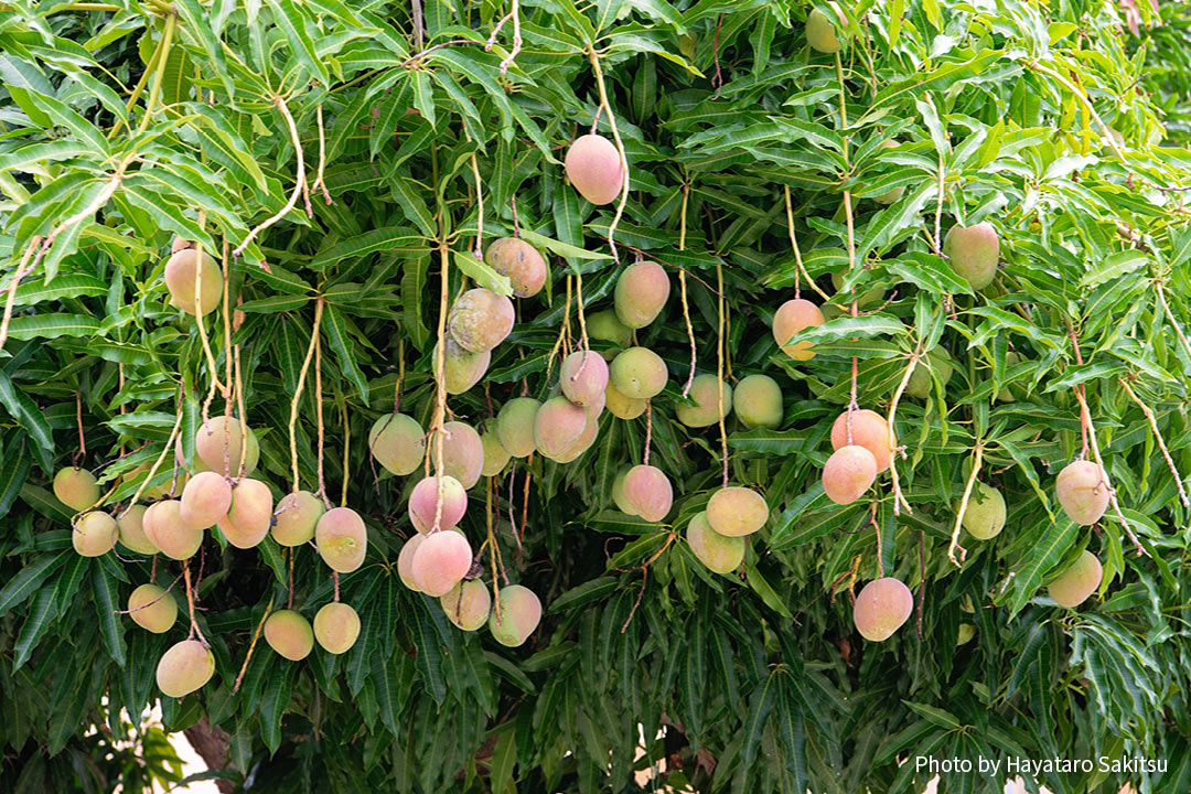 マンゴー アヌヘア ハワイの花 植物 野鳥図鑑 Mango Mangifera Indica