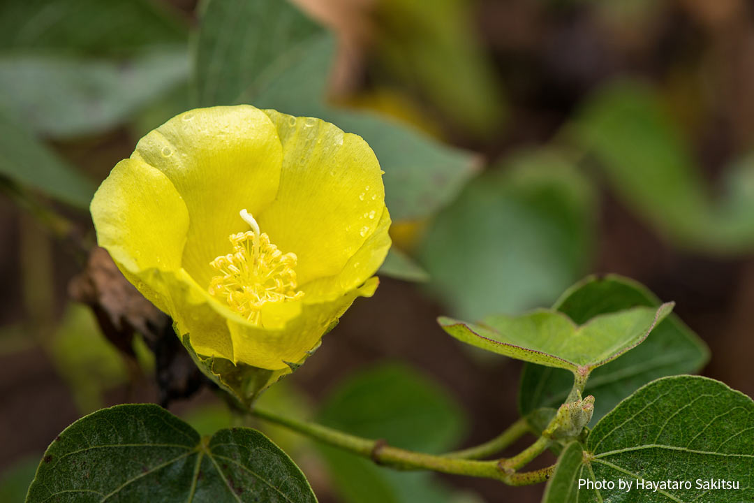 マオ（ハワイアン・コットン、Gossypium tomentosum）