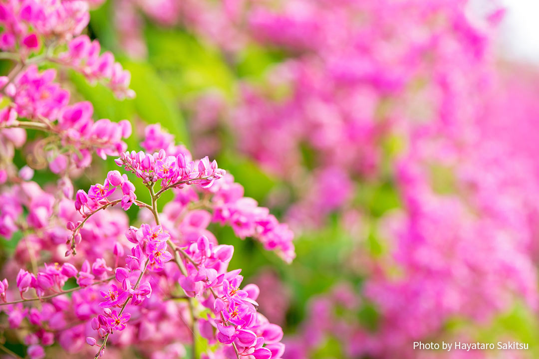 アサヒカズラ（Antigonon leptopus）