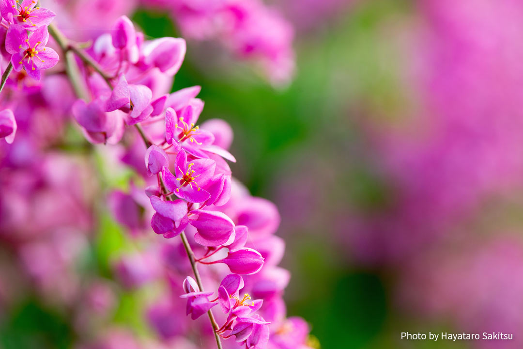 アサヒカズラ（Antigonon leptopus）