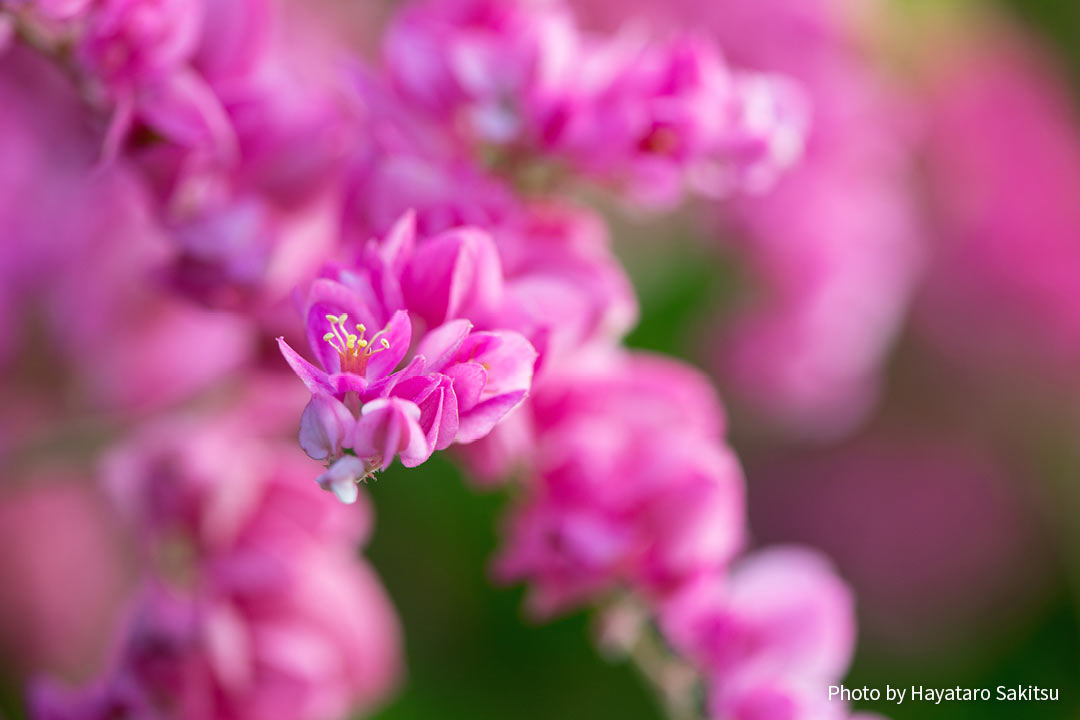 アサヒカズラ（Antigonon leptopus）