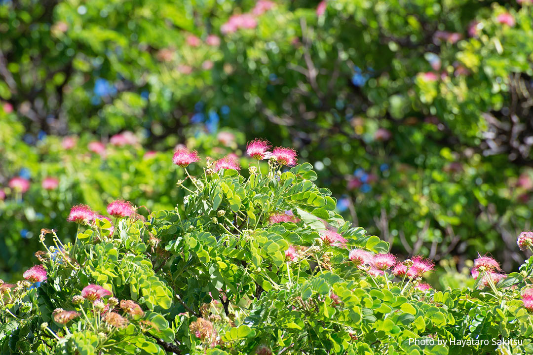 モンキーポッド（この木なんの木） | アヌヘア：ハワイの花・植物