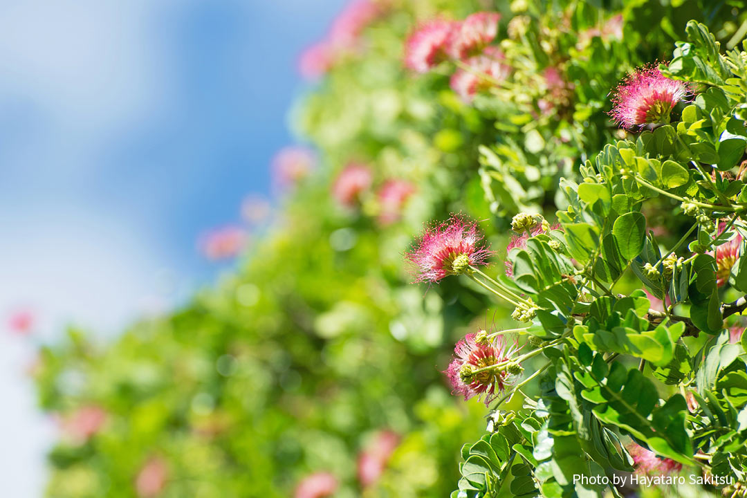 モンキーポッドの花