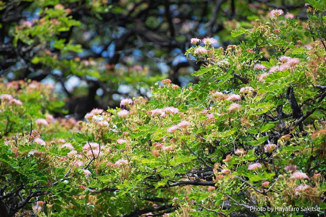 モンキーポッド（この木なんの木、Samanea saman）