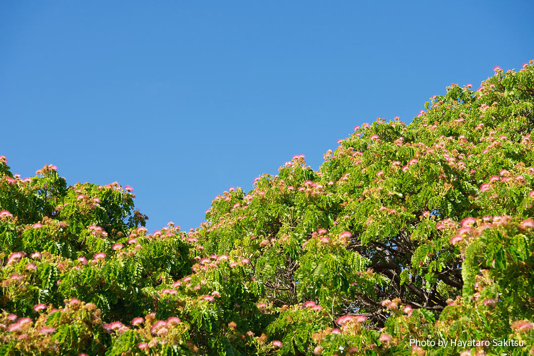 モンキーポッド（この木なんの木） | アヌヘア：ハワイの花・植物 