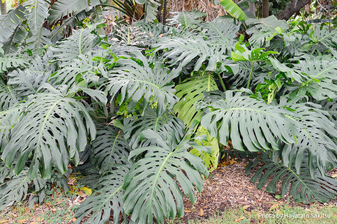 モンステラ ホウライショウ アヌヘア ハワイの花 植物 野鳥図鑑 Monstera Deliciosa