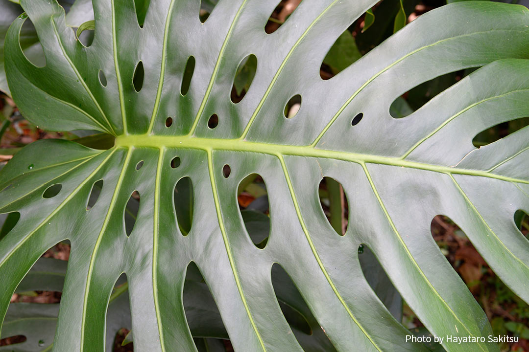 モンステラ ホウライショウ アヌヘア ハワイの花 植物 野鳥図鑑 Monstera Deliciosa