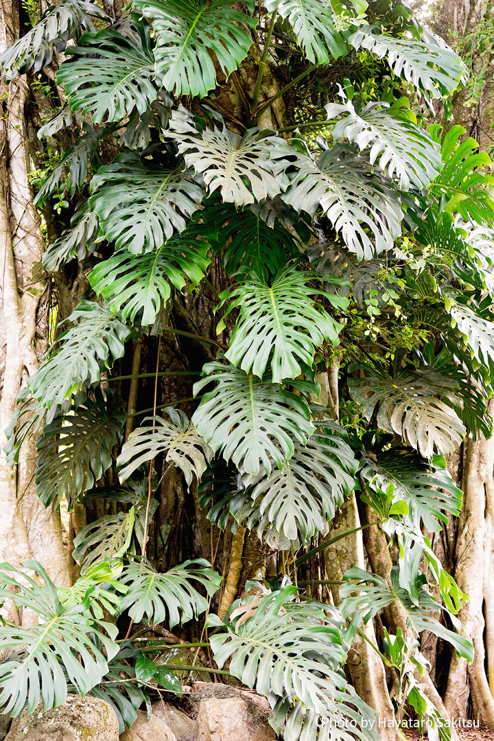 モンステラ ホウライショウ アヌヘア ハワイの花 植物 野鳥図鑑 Monstera Deliciosa