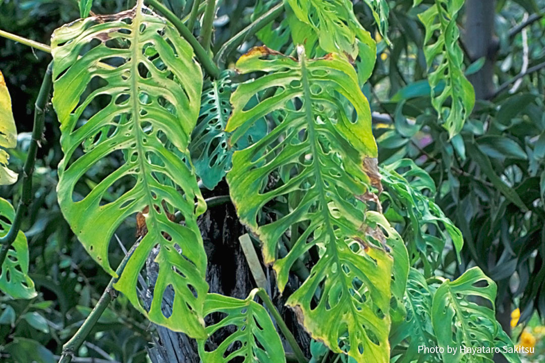 モンステラ ホウライショウ アヌヘア ハワイの花 植物 野鳥図鑑 Monstera Deliciosa