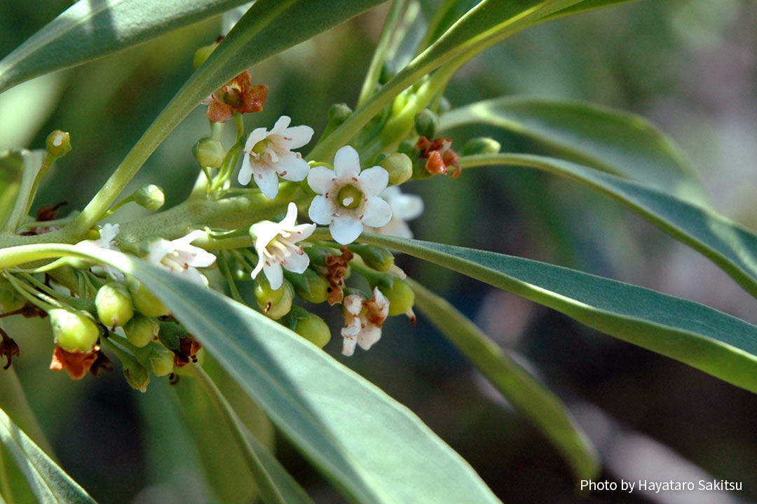 イリアヒ ビャクダン サンダルウッド アヌヘア ハワイの花 植物 野鳥図鑑 ʻiliahi Or Sandalwood Santalum Spp