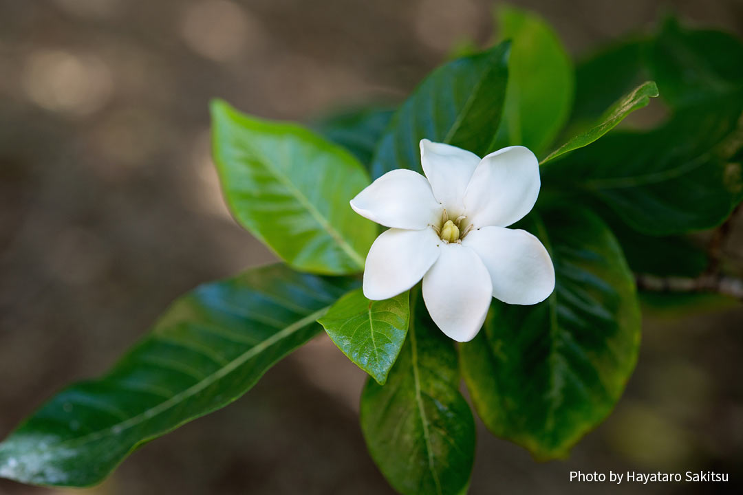 ナーヌー ハワイアン ガーデニア アヌヘア ハワイの花 植物 野鳥図鑑 Nanu Gardenia Brighamii