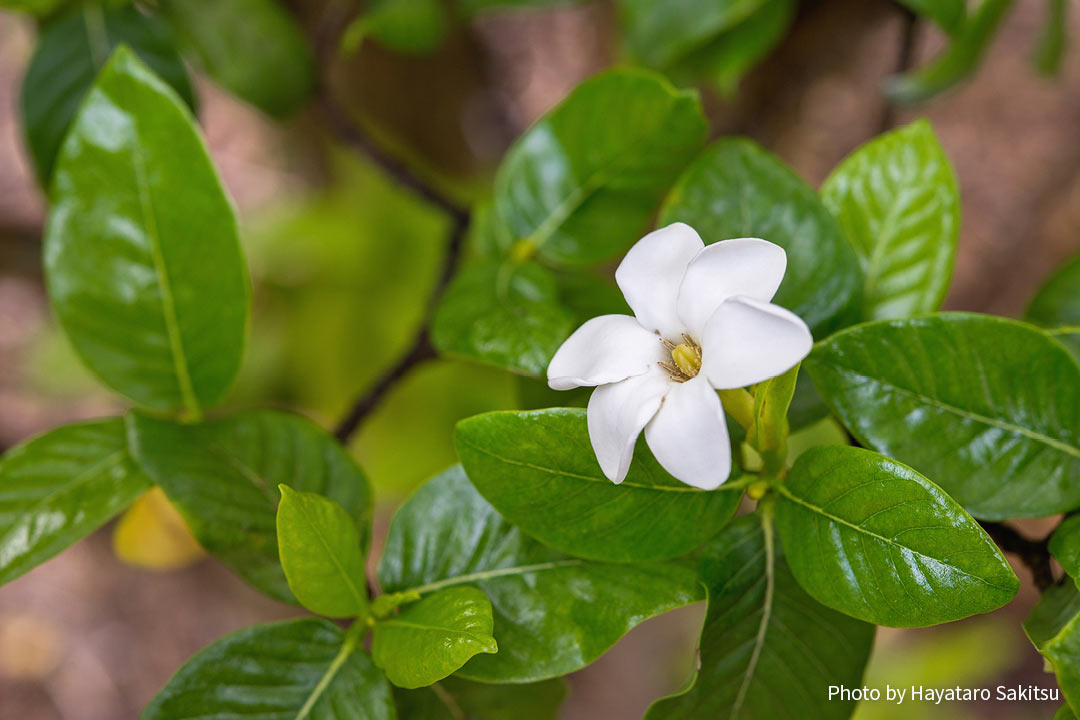 ナーヌー（ハワイアン・ガーデニア） | アヌヘア：ハワイの花・植物・野鳥図鑑 | nanu (Gardenia brighamii)