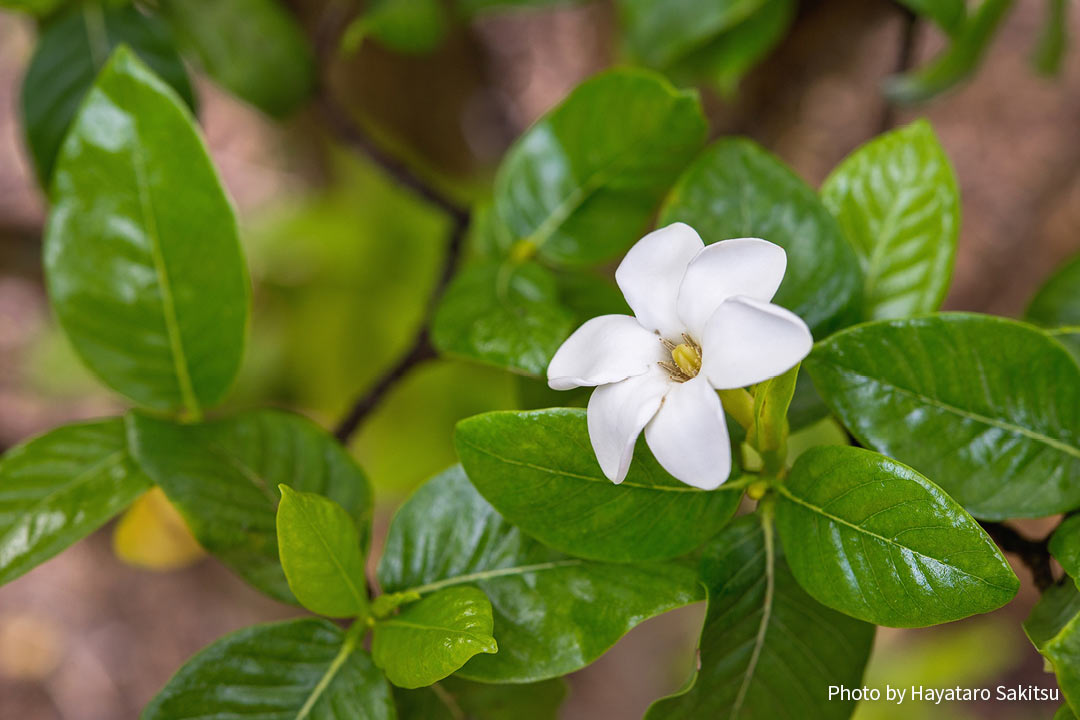 ナーヌー ハワイアン ガーデニア アヌヘア ハワイの花 植物 野鳥図鑑 Nanu Gardenia Brighamii