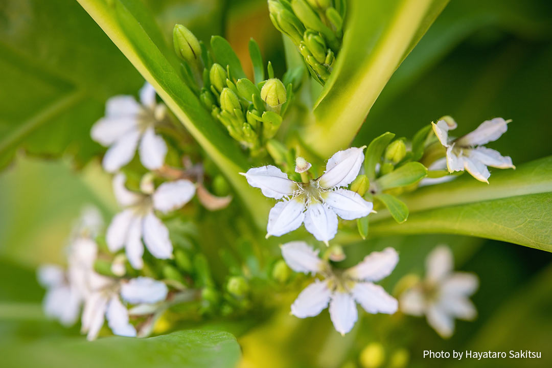 ナウパカ・カハカイ（ビーチ・ナウパカ、Scaevola sericea）