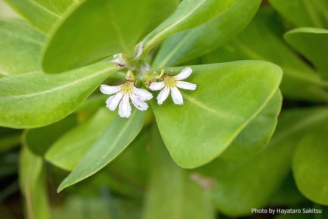 ナウパカ・カハカイ（ビーチ・ナウパカ、Scaevola sericea）