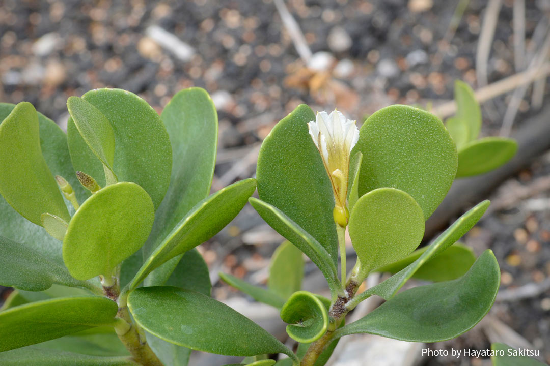 ドワーフ・ナウパカ（Scaevola coriacea）