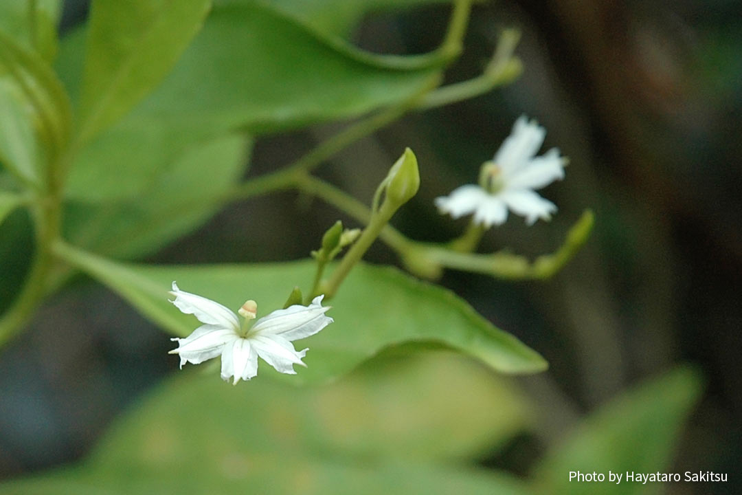 Scaevola gaudichaudiana