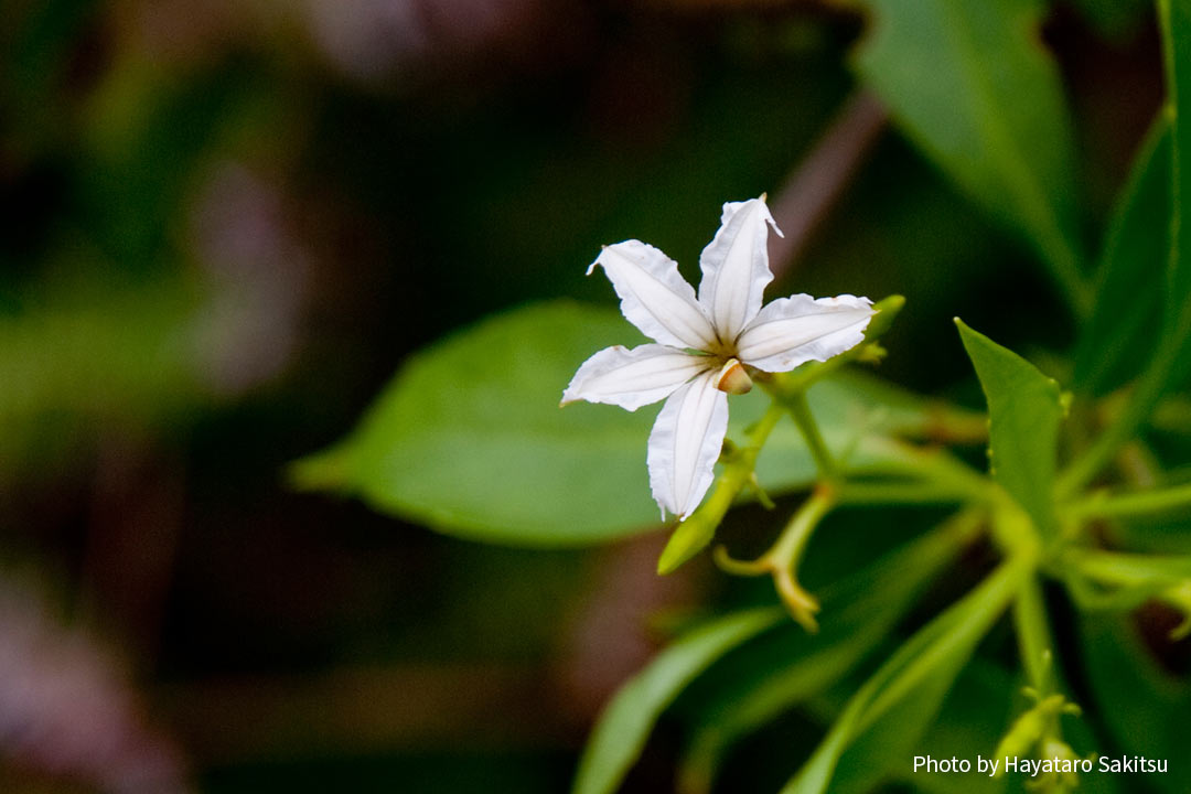 ナウパカ・クアヒヴィ（マウンテン・ナウパカ、Scaevola gaudichaudiana）