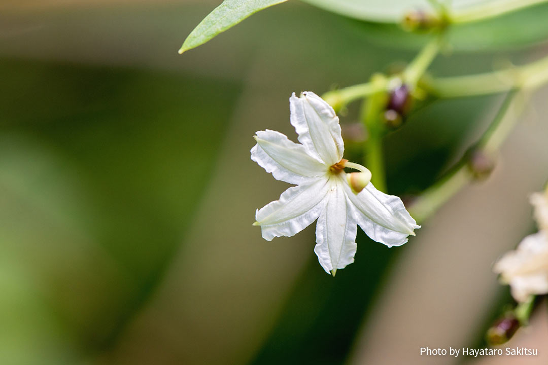 ナウパカ・クアヒヴィ（マウンテン・ナウパカ、Scaevola gaudichaudiana）