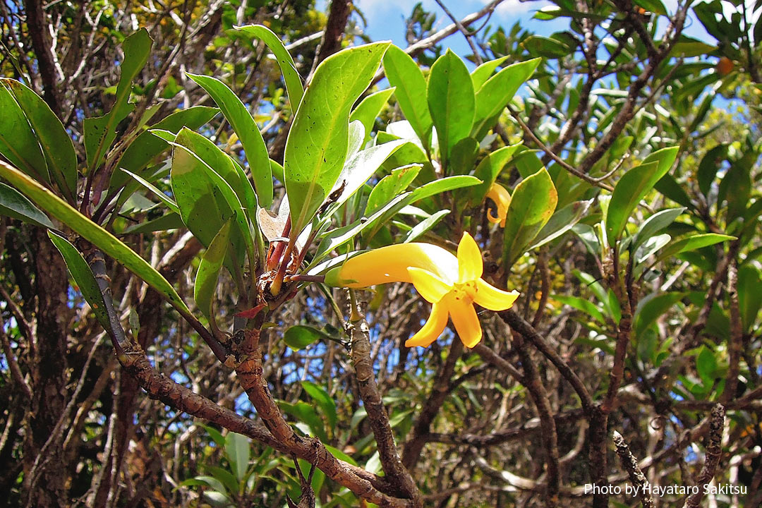 オヘ・ナウパカ（Scaevola glabra）