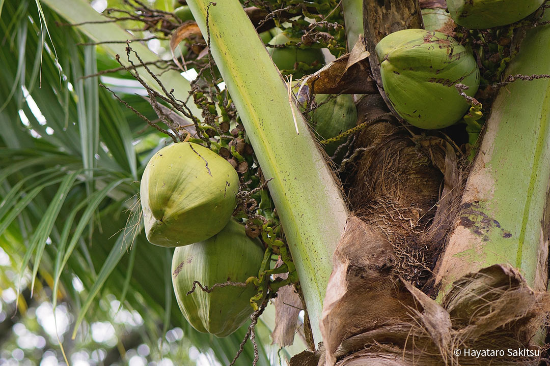 ニウ ココヤシ ヤシの木 アヌヘア ハワイの花 植物 野鳥図鑑 Niu Or Coconut Palm Cocos Nucifera