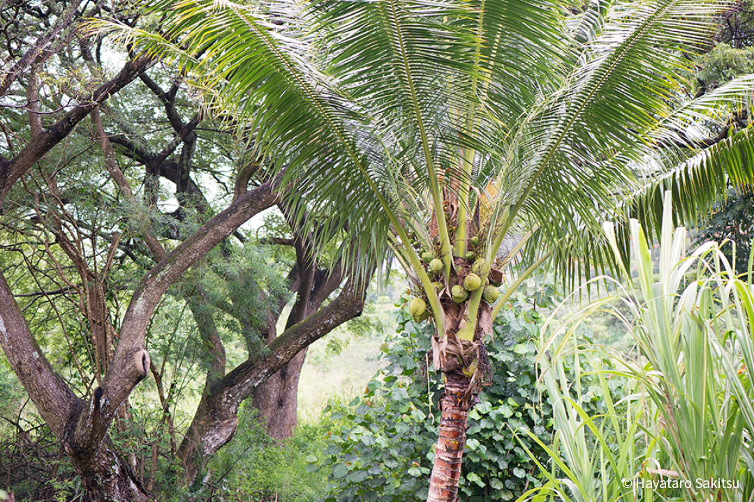 ニウ（ココヤシ、Cocos nucifera）