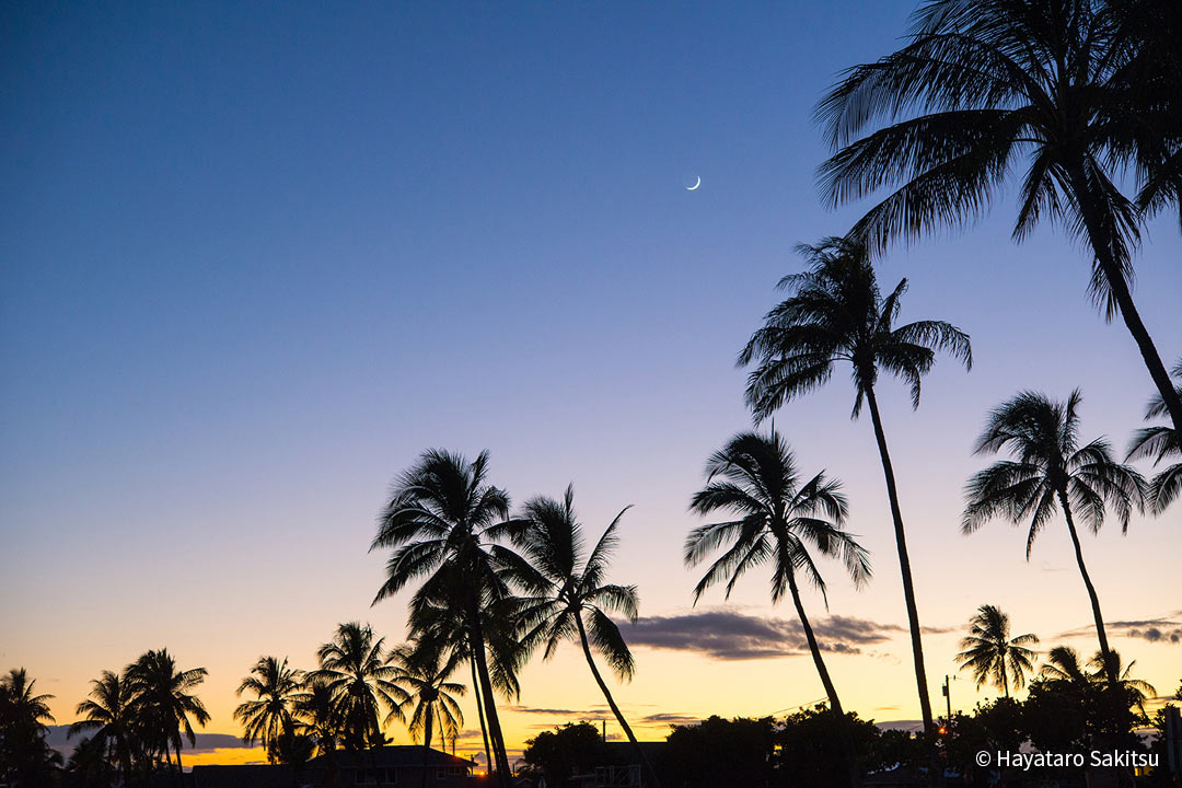 ニウ ココヤシ ヤシの木 アヌヘア ハワイの花 植物 野鳥図鑑 Niu Or Coconut Palm Cocos Nucifera