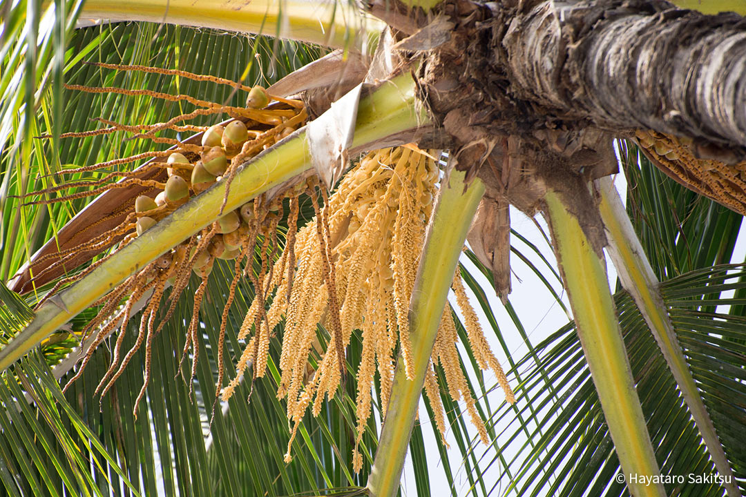 ニウ ココヤシ ヤシの木 アヌヘア ハワイの花 植物 野鳥図鑑 Niu Or Coconut Palm Cocos Nucifera