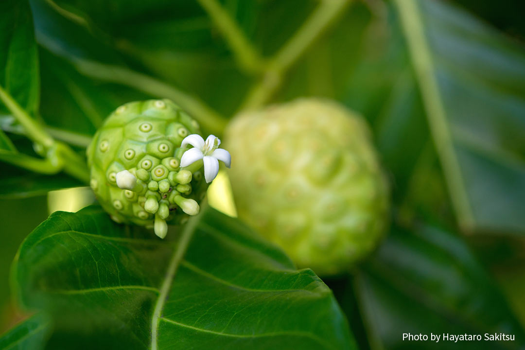 ノニ（ヤエヤマアオキ、Morinda citrifolia）