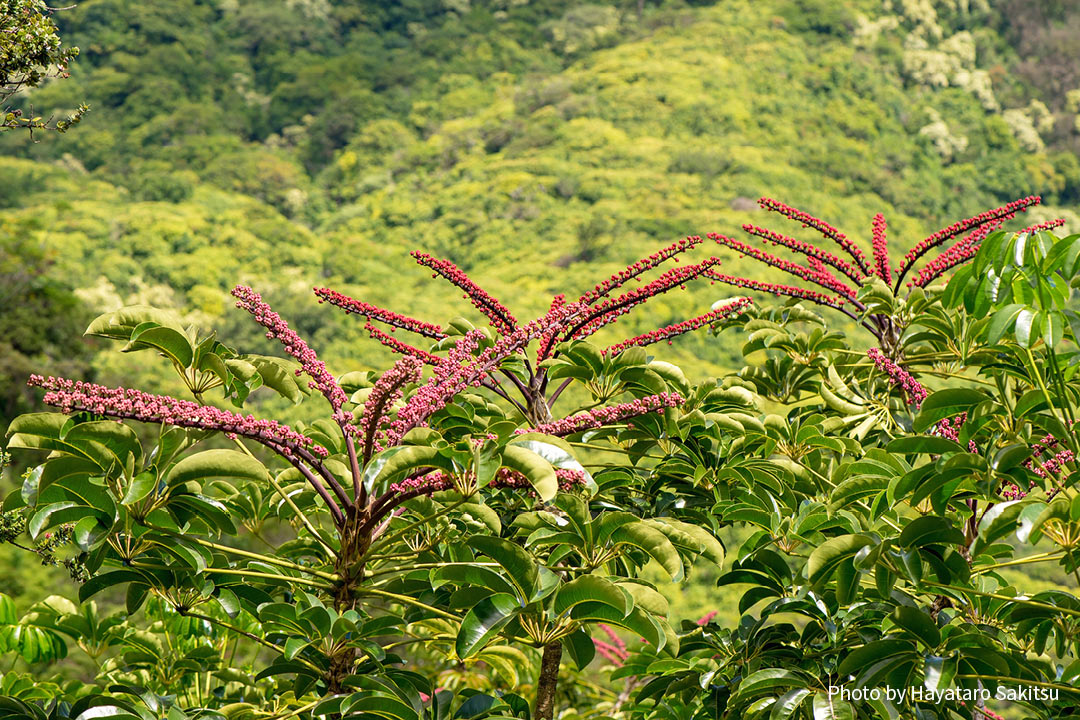 オクトパスツリー（Schefflera actinophylla）