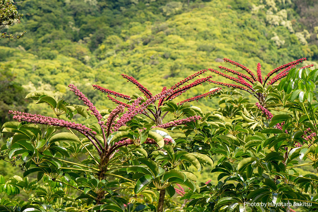 オクトパスツリー（Schefflera actinophylla）