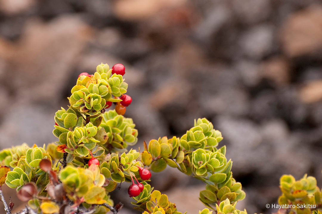 Vaccinium reticulatum