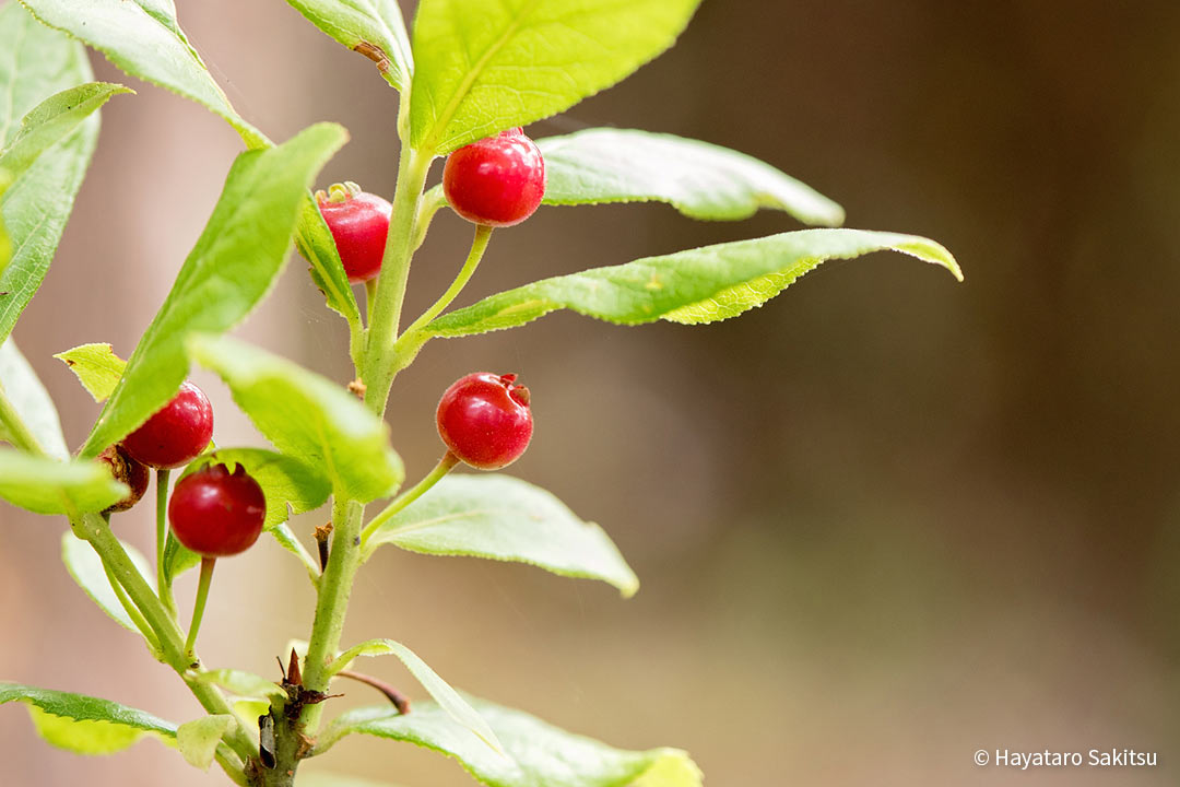 Vaccinium calycinum