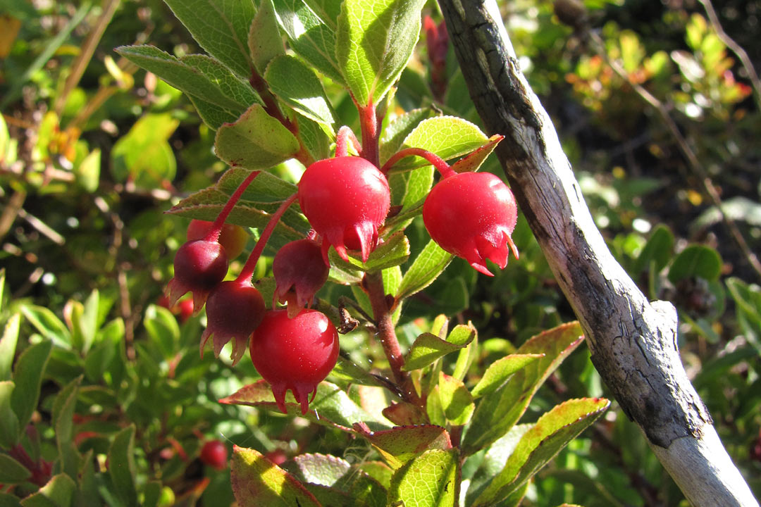 Vaccinium dentatum