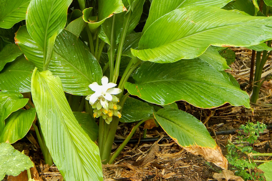 Curcuma longa