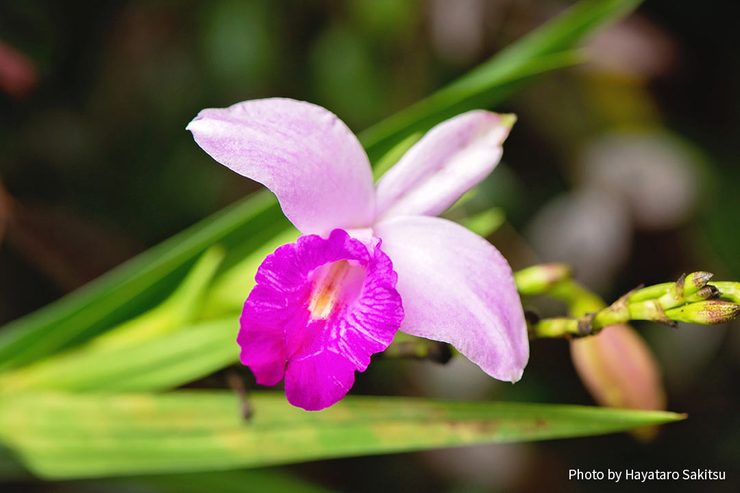 ハワイのラン オーキッド アヌヘア ハワイの花 植物 野鳥図鑑 Orchids In Hawaiʻi