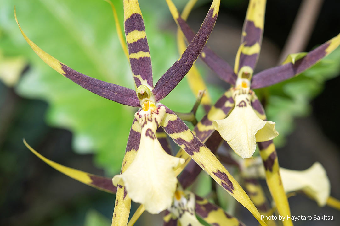 Brassia sp.