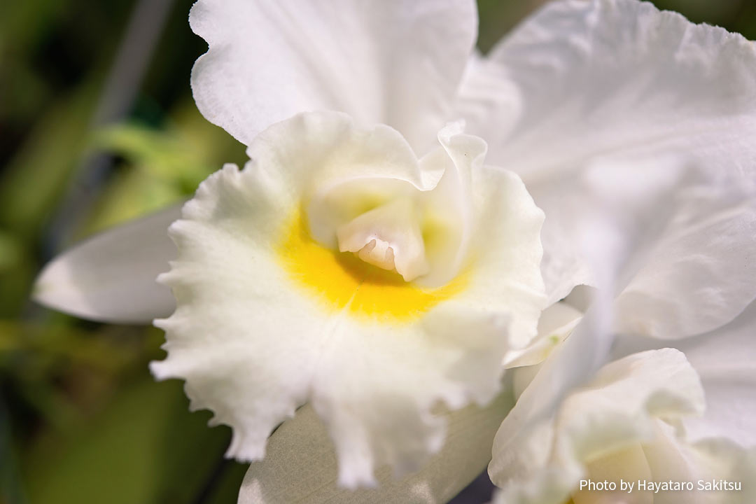 Cattleya sp.