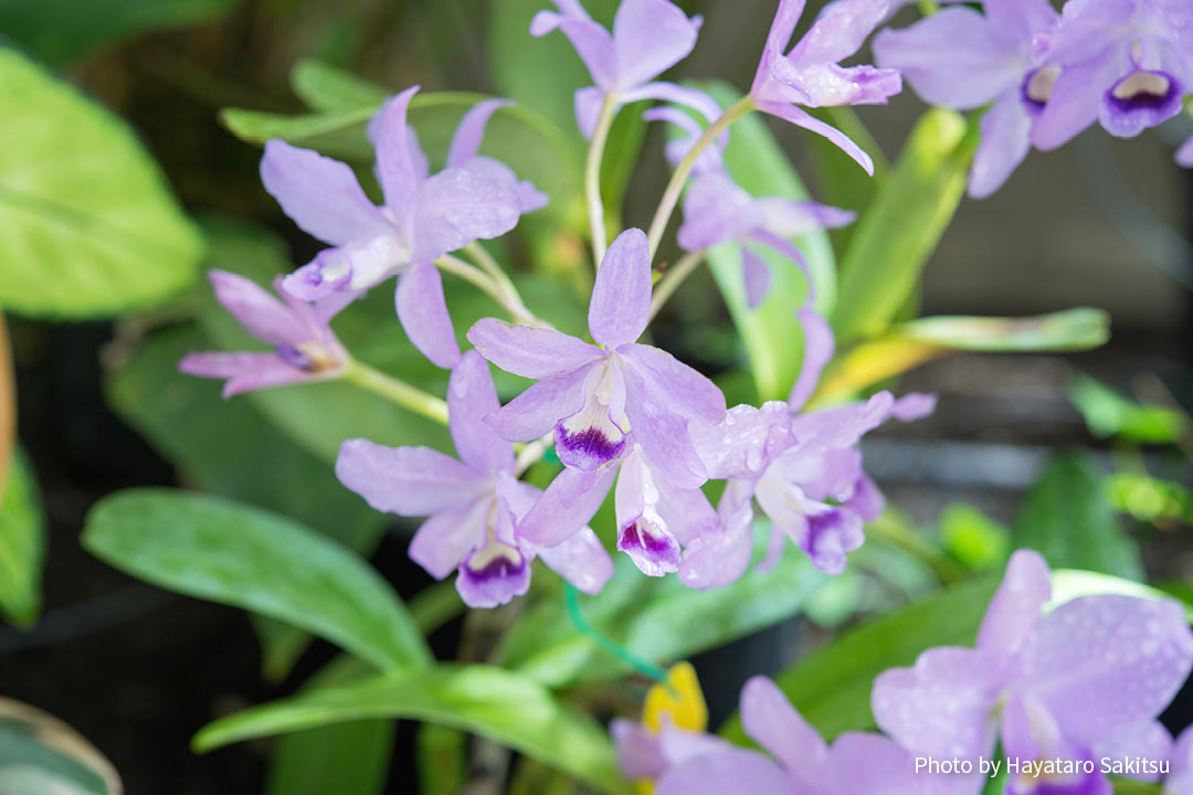 ハワイのラン オーキッド アヌヘア ハワイの花 植物 野鳥図鑑 Orchids In Hawaiʻi